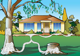Illustration of How Termites Enter a House — Pests in Champaign, IL