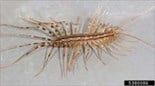 Centipede — Pests in Champaign, IL