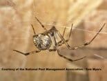 Common House Spider — Pests in Champaign, IL