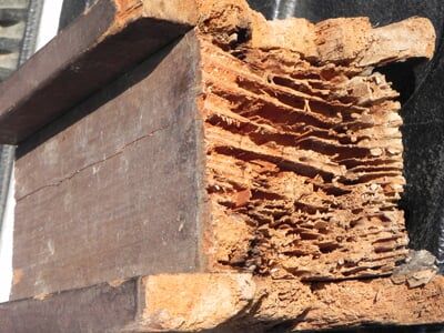 Damaged Wood — Pests in Champaign, IL