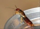 Earwig — Pests in Champaign, IL