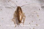 German Cockroach — Pests in Champaign, IL