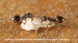 Odorous House Ant — Pests in Champaign, IL