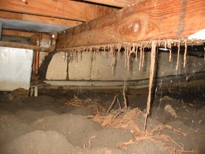 Wood Infested with Termites — Pests in Champaign, IL