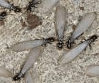 Termite Swarmers — Pests in Champaign, IL