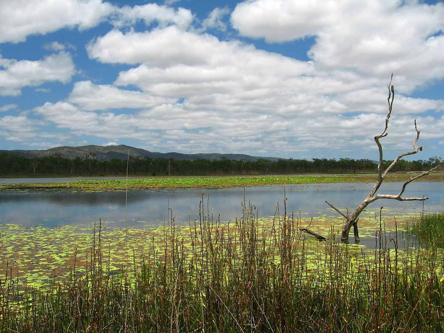 A Swamp with A Tree Branch in The Middle of It — Watto's Earthmoving & Machinery Hire in Mareeba, QLD