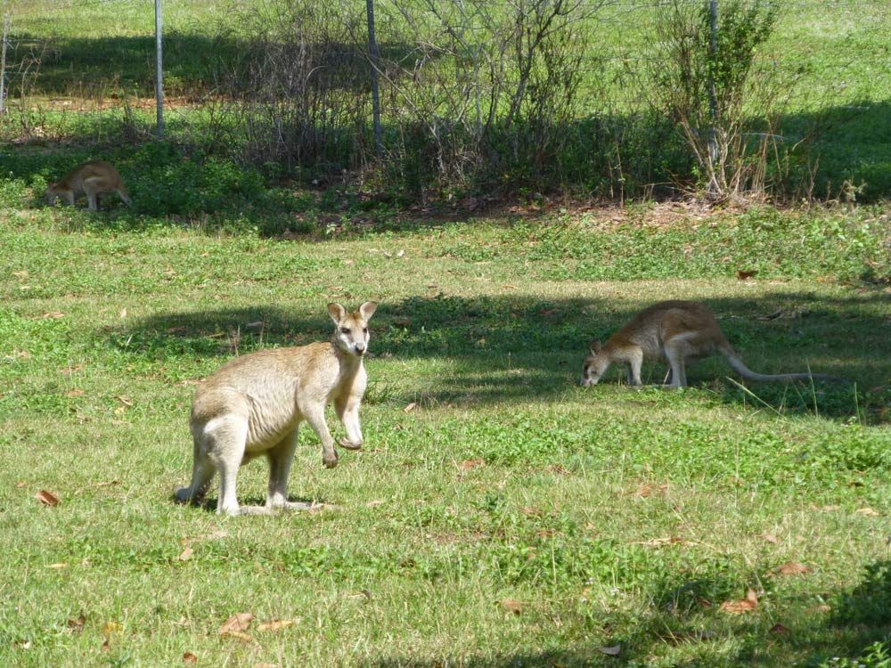 Two Kangaroos Are Standing in A Grassy Field — Watto's Earthmoving & Machinery Hire in Mareeba, QLD