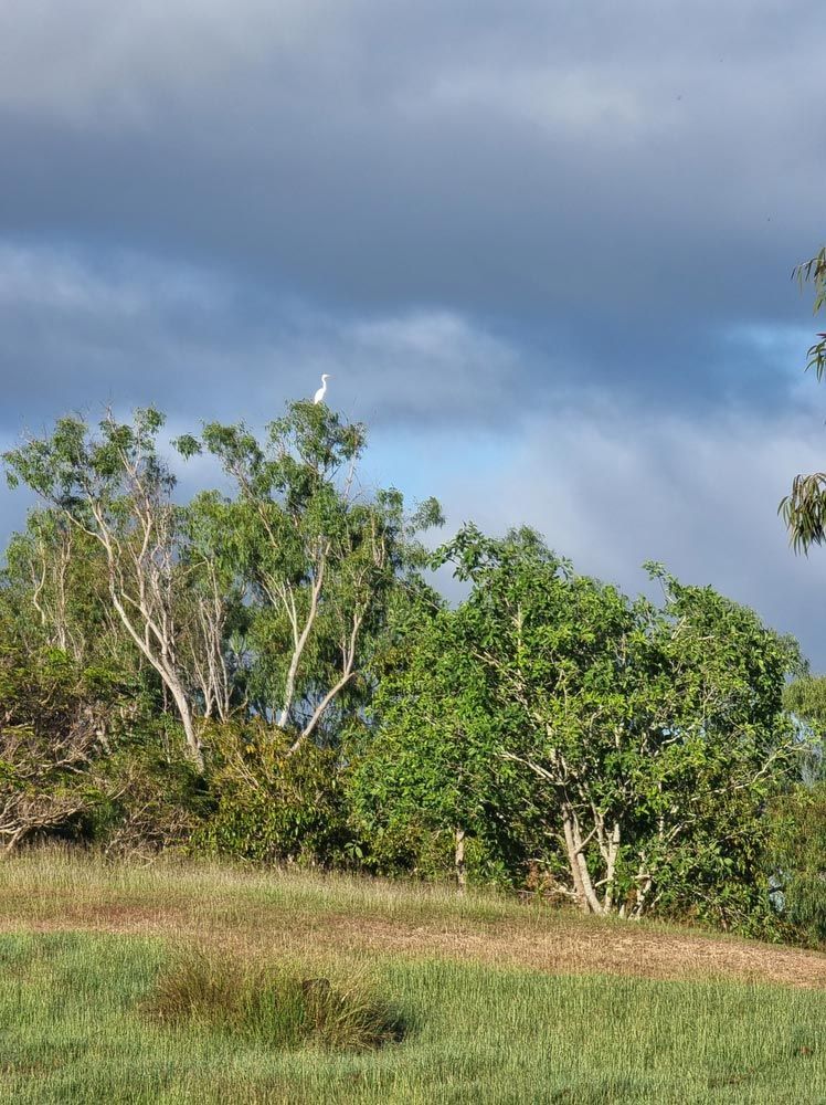 A Field with Trees and A Cloudy Sky in The Background — Watto's Earthmoving & Machinery Hire in Mareeba, QLD