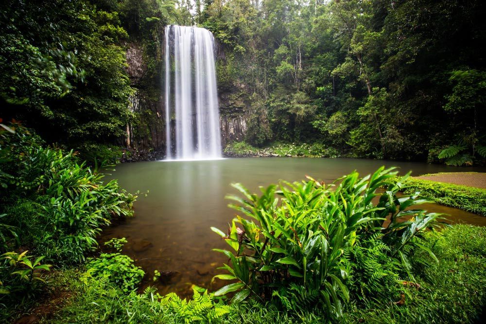 A Waterfall in The Middle of A Lush Green Forest — Watto's Earthmoving & Machinery Hire in Atherton, QLD
