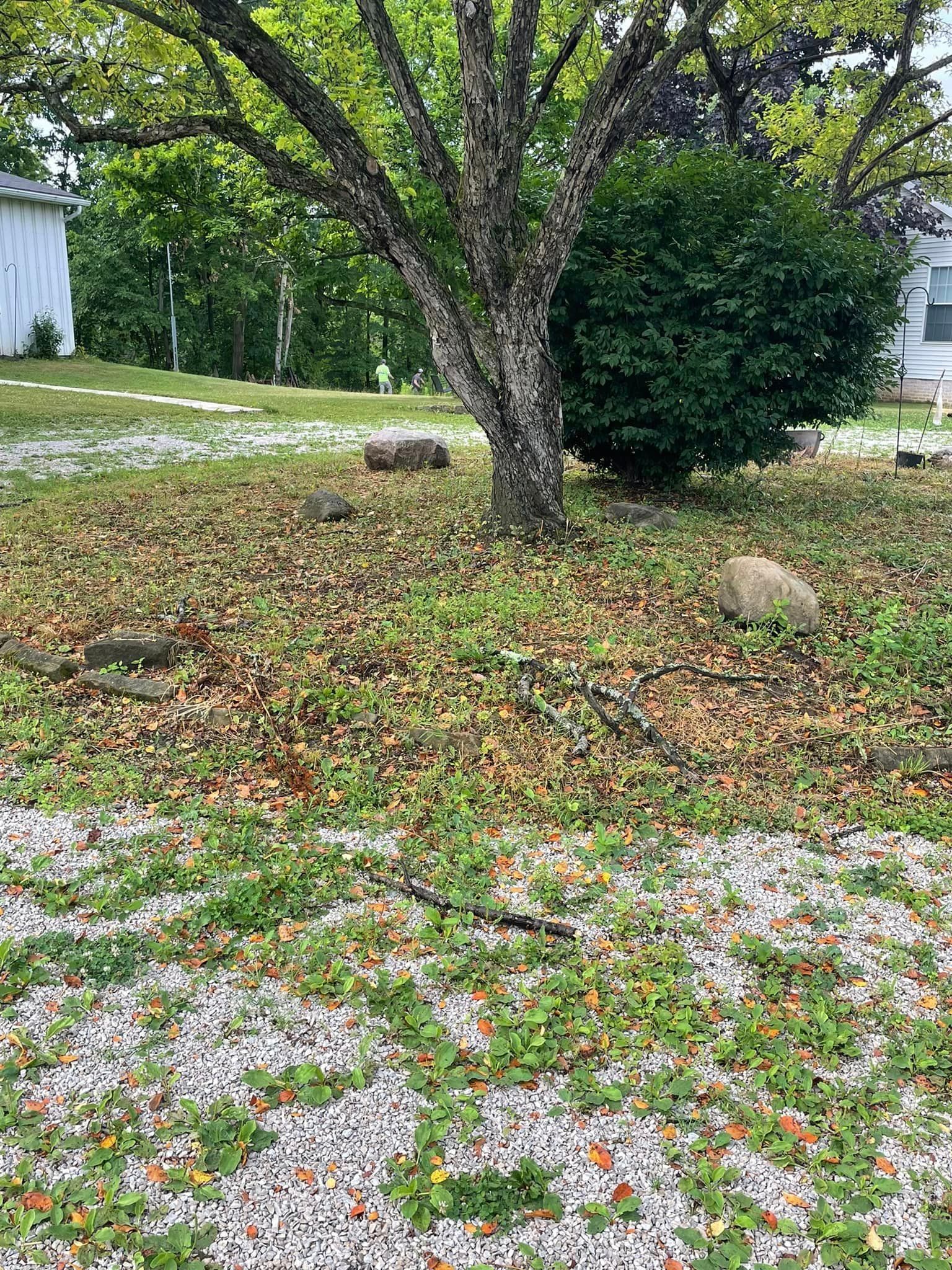 A squirrel is sitting under a tree in a yard covered in leaves.