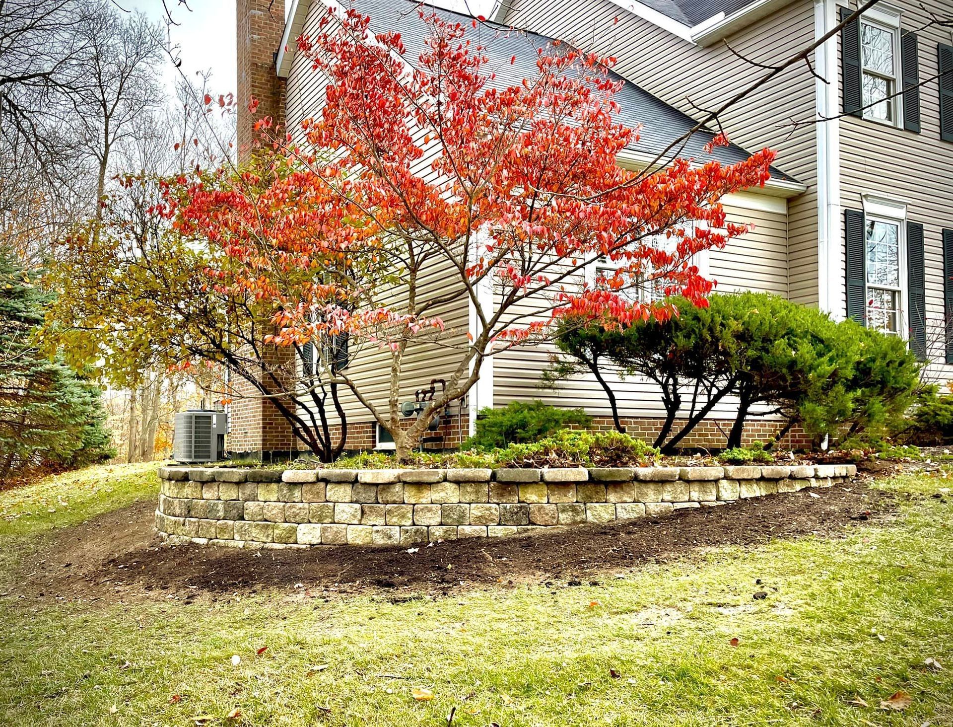 A tree with red leaves is in front of a house.
