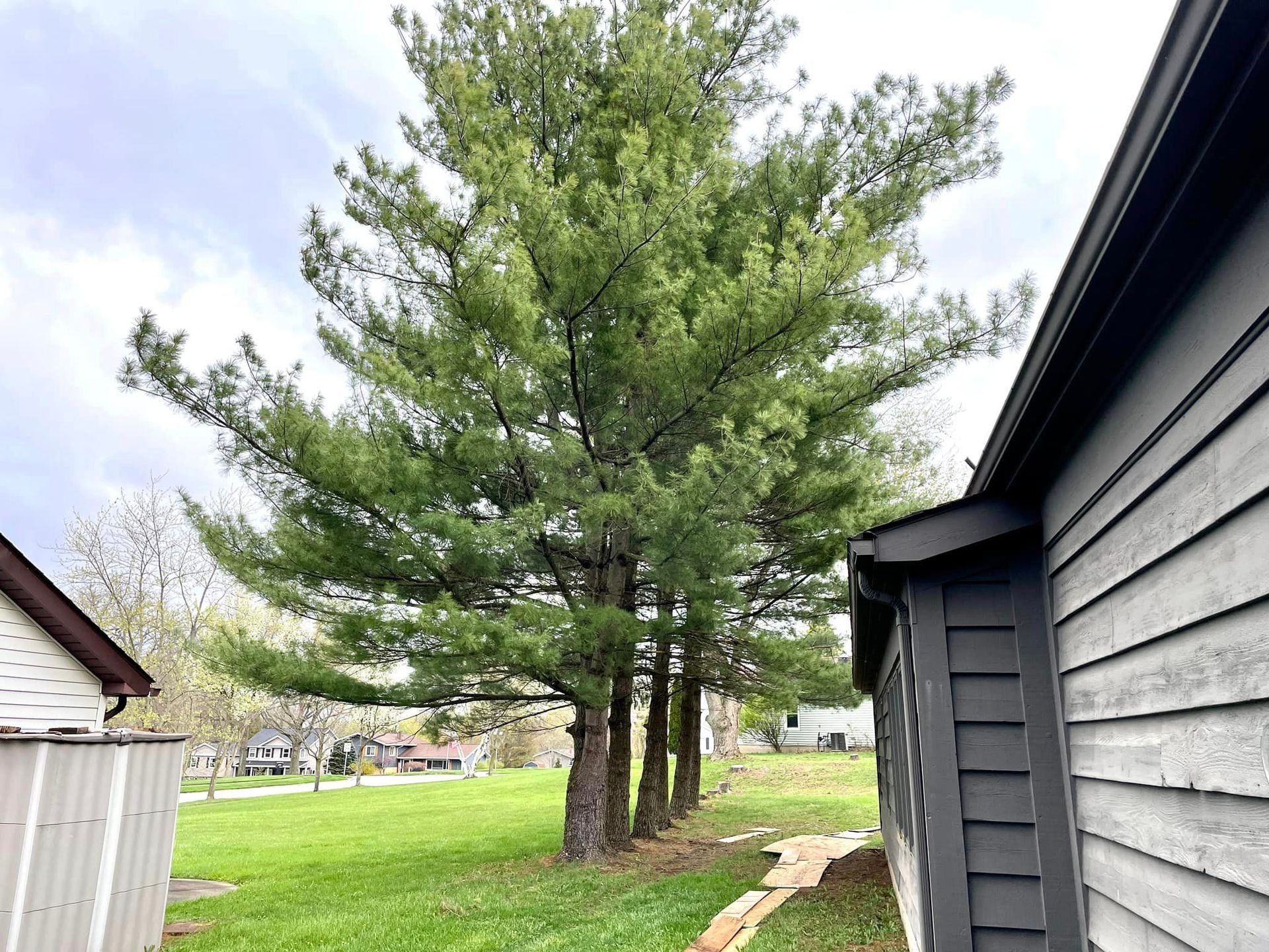 A row of pine trees in front of a house.