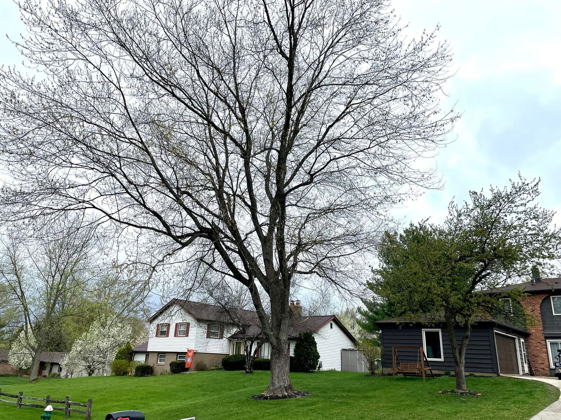 There is a large tree in the middle of a lush green field in front of a house.
