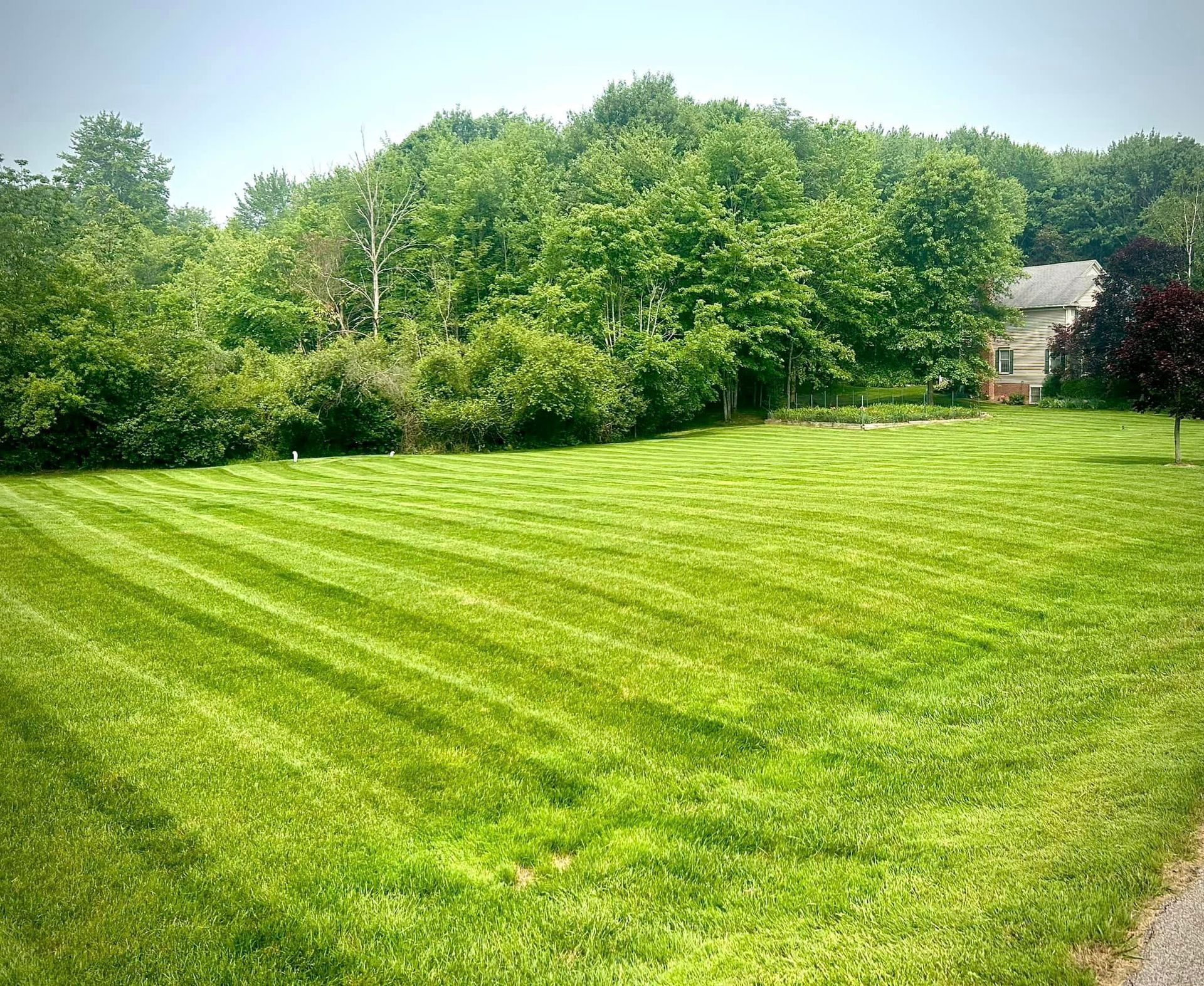 A lush green lawn with trees in the background and a house in the background.