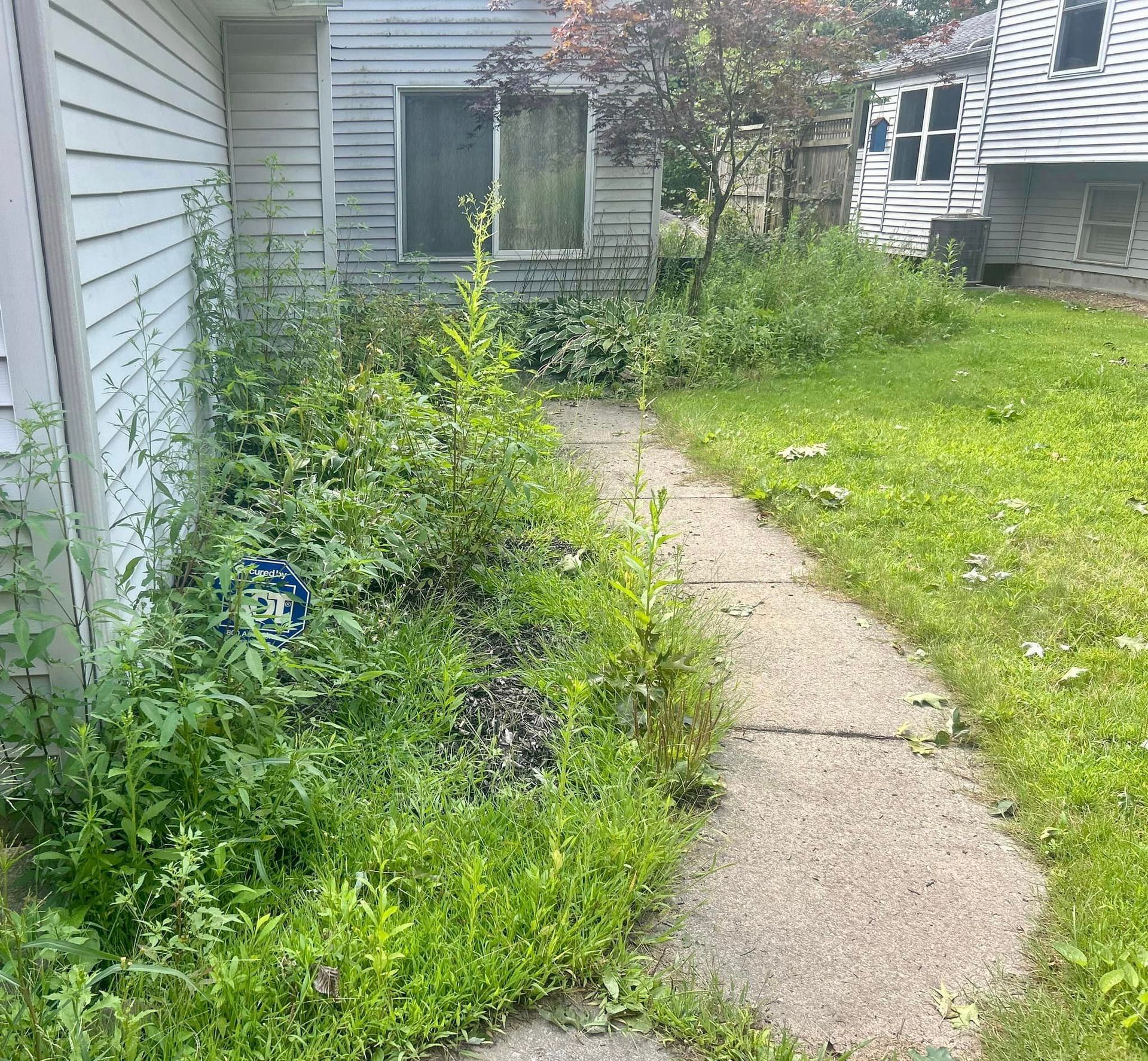 A sidewalk leading to a house with a lot of weeds growing on it.
