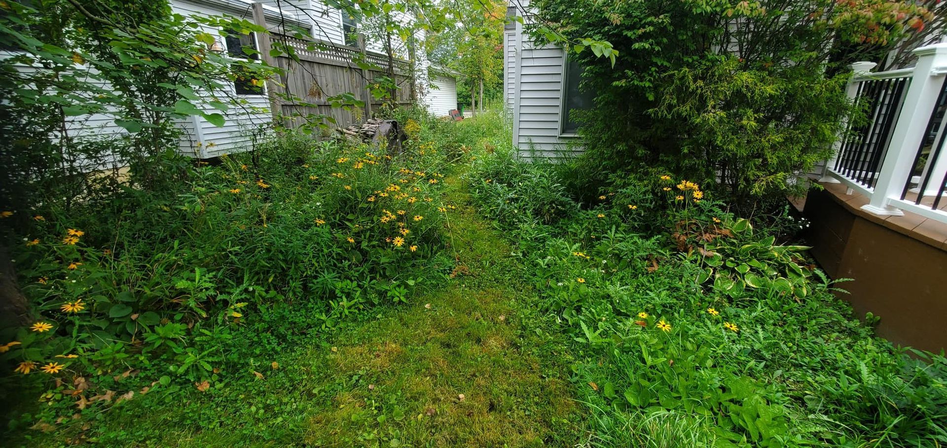A lush green yard with a fence and a house in the background.