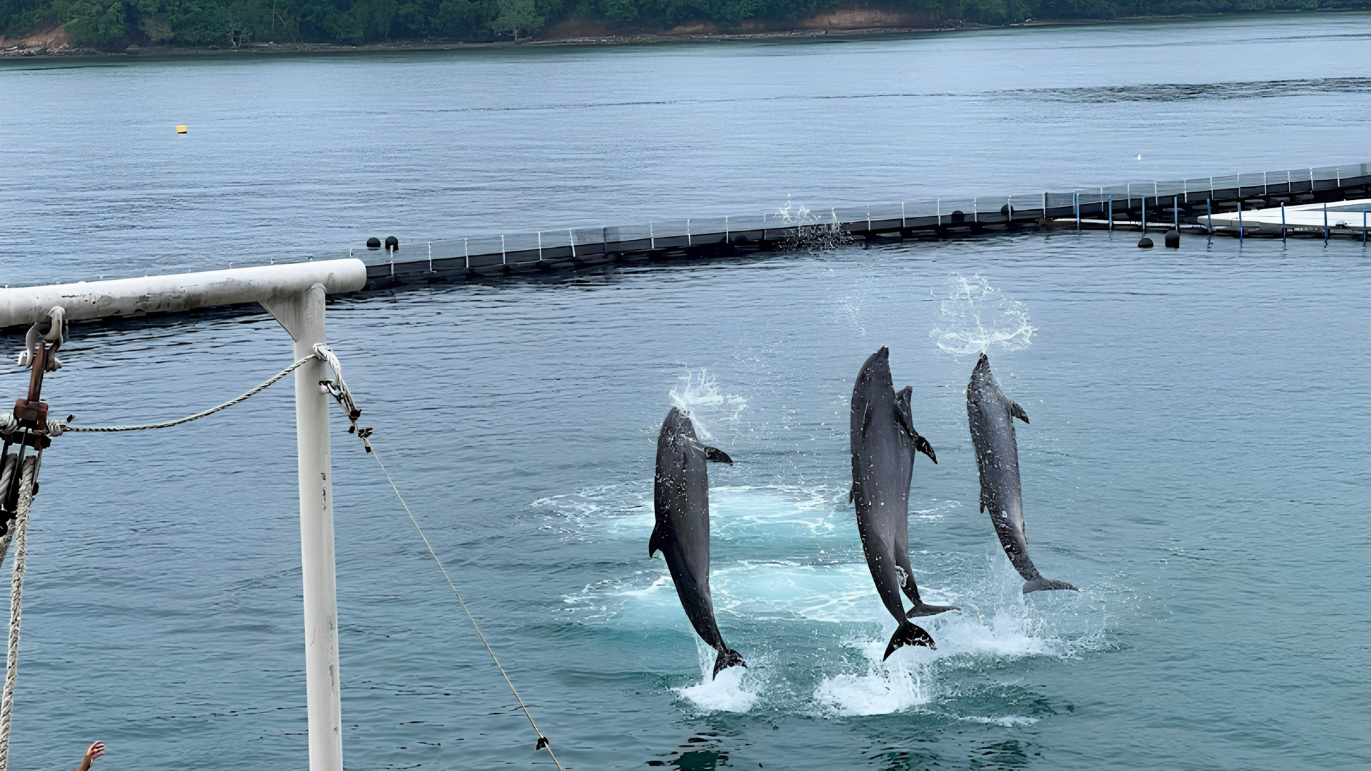 Dolphin show performers leaping over water at Ocean Adventure near The Aurora Subic Hotel