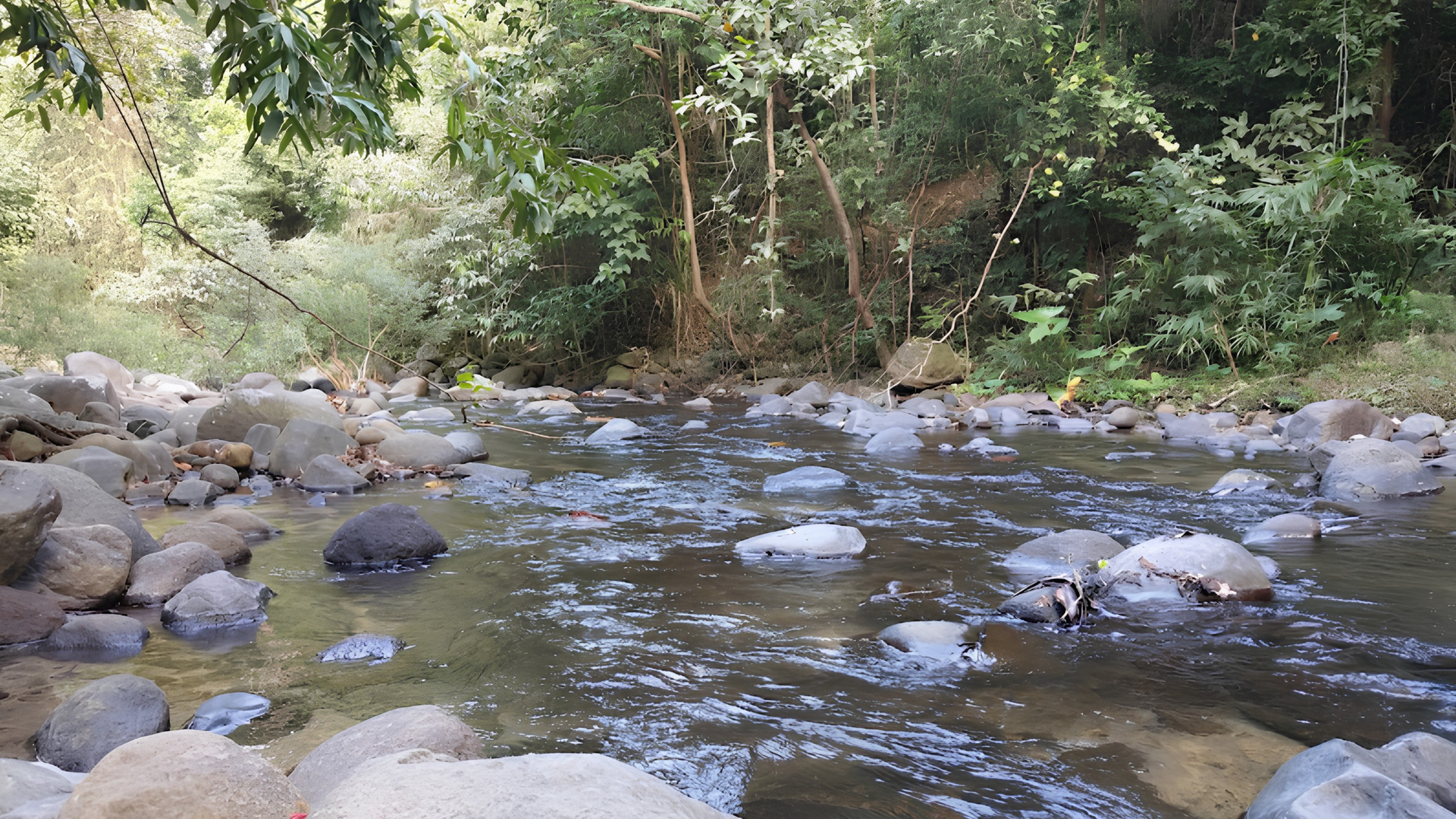 Nature tour through the Pamulaklakin forest near The Aurora Subic Hotel