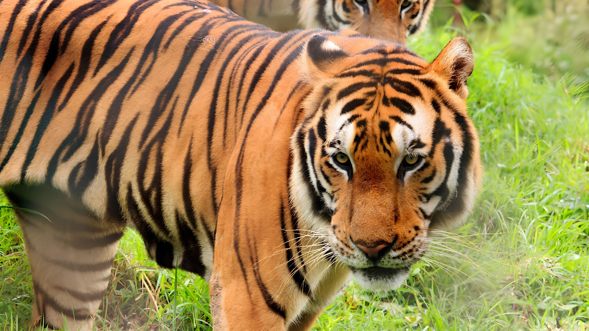 Tiger Safari ride vehicle driving through open grounds at Zoobic Safari near The Aurora Subic Hotel