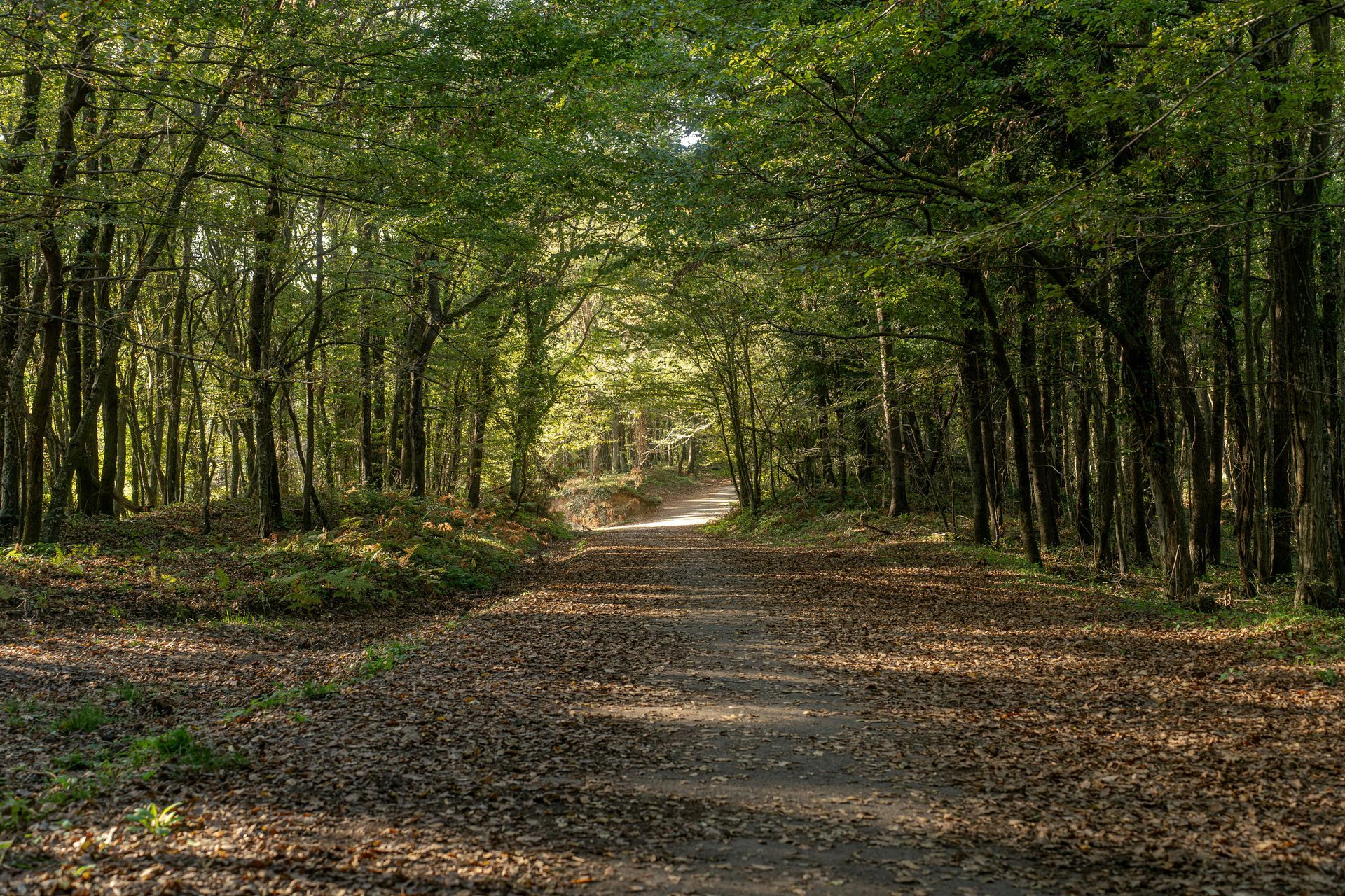Dirt path through a sunlit forest, surrounded by trees with green leaves and fallen brown leaves on the ground.