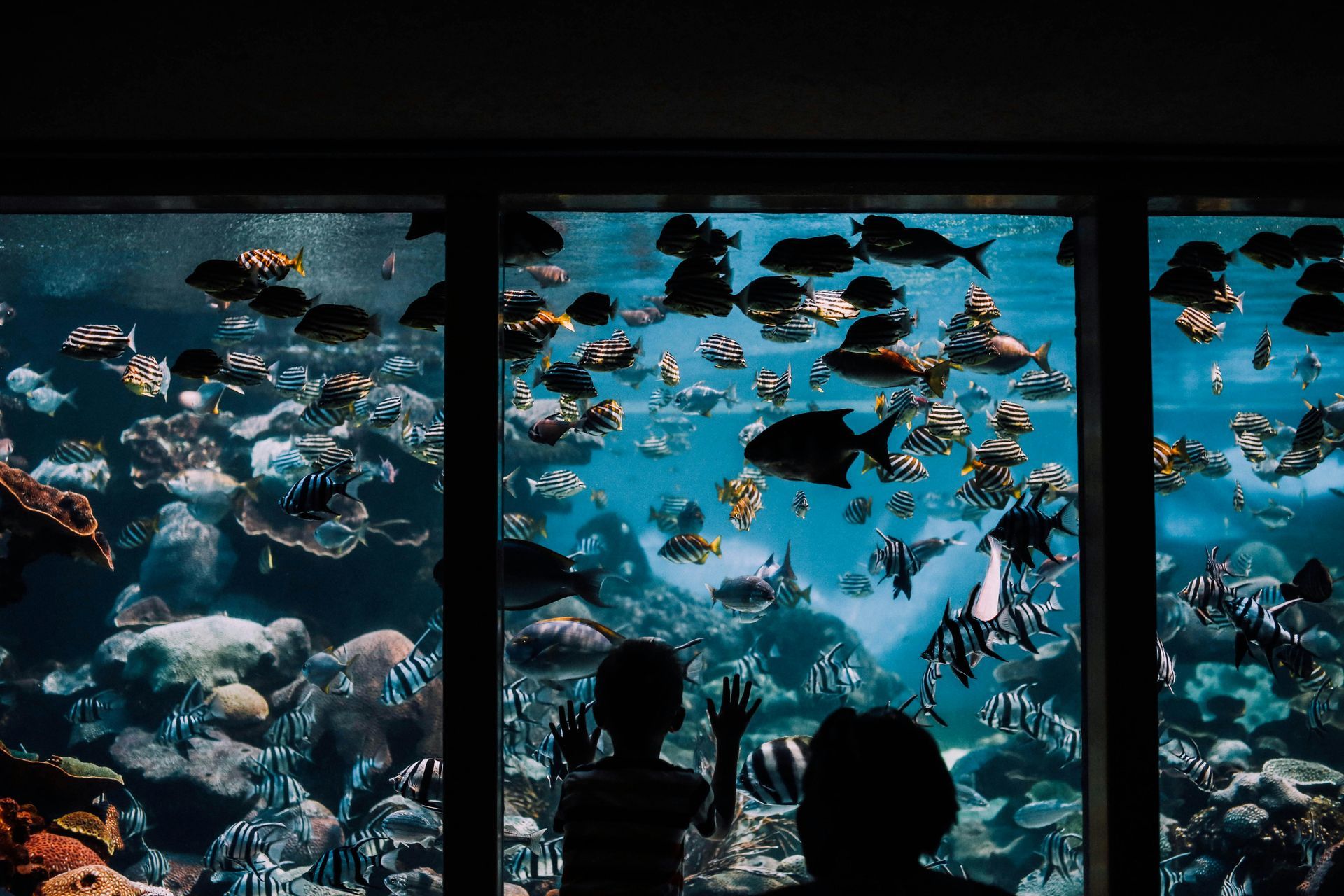 Two children looking at a large aquarium filled with colorful fish and coral.