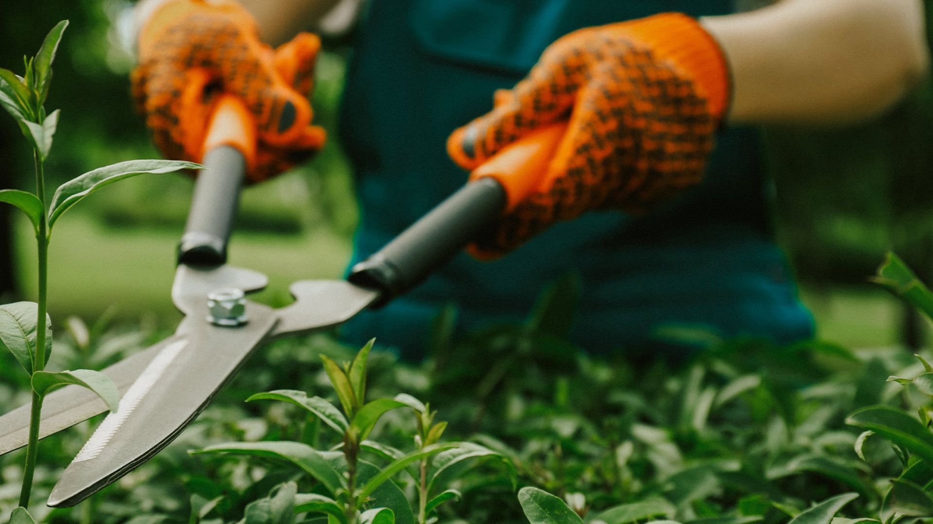 giardinaggio e attrezzi per giardinaggio