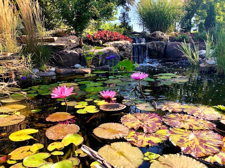 photo of a pond with lily pads and lily flowers