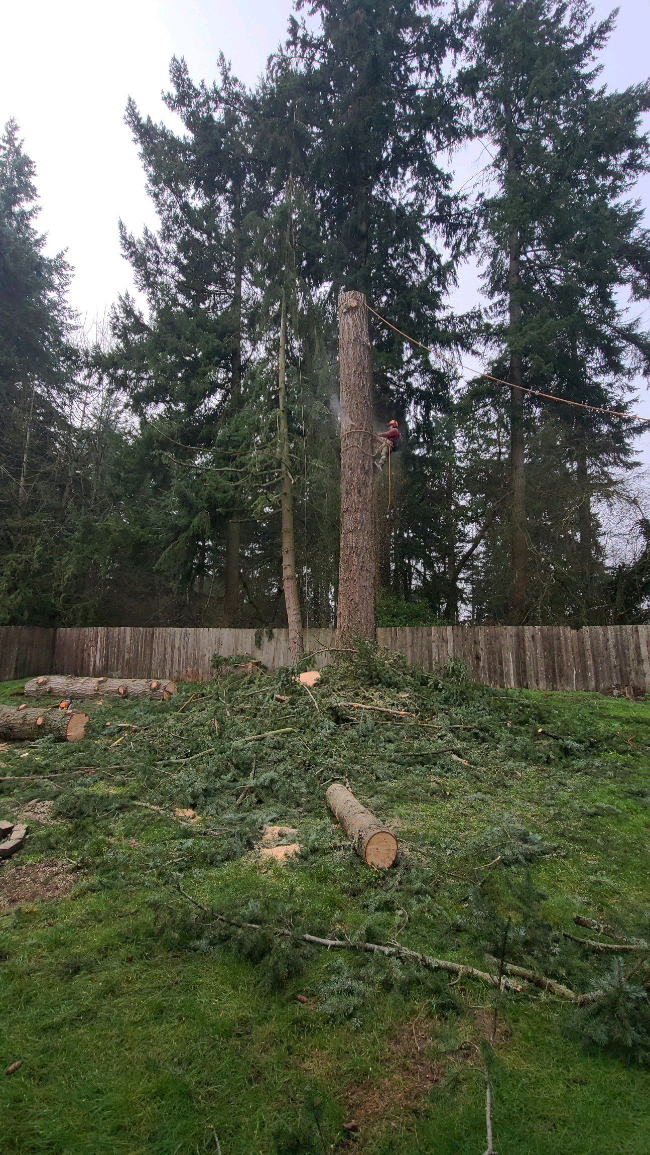 Trees Beside House — Port Orchard, WA — Clean Time Landscaping
