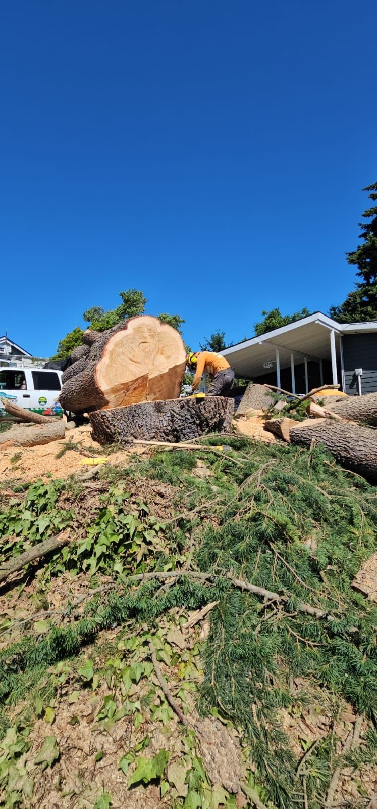 A large cut tree and debris lie near a house on a sunny day.