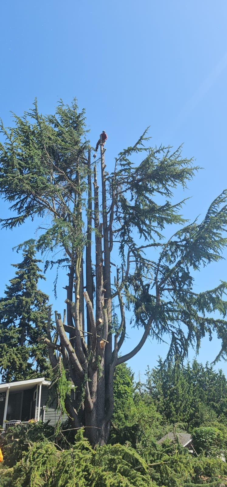 A bird perched atop a tall, pruned tree against a clear blue sky.