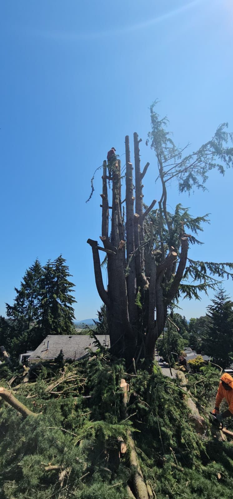 A tall tree being pruned by a person in an orange shirt on a sunny day.