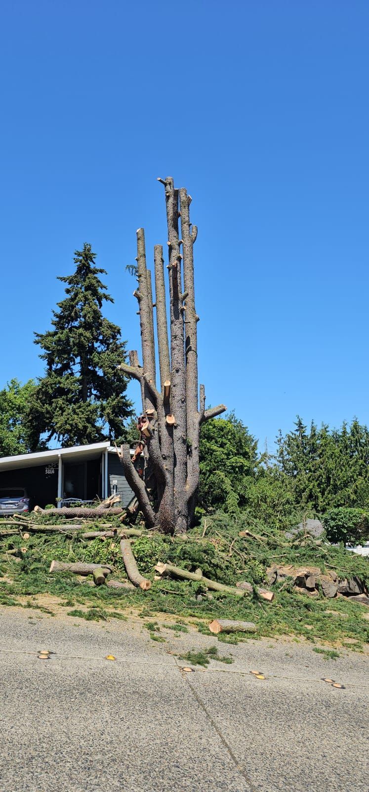 A tall, partly cut tree trunk against a blue sky, surrounded by cut branches and foliage.