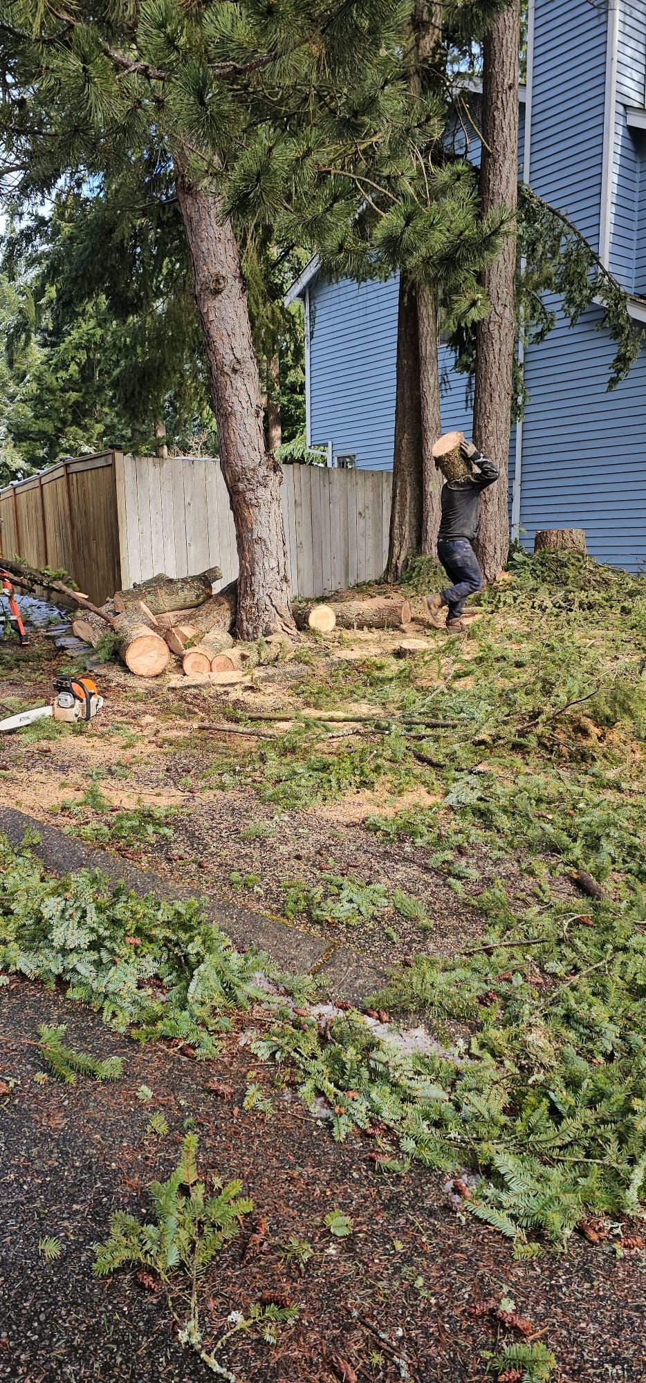 A person cutting a tree. Wood and greenery surround them near a light blue building.