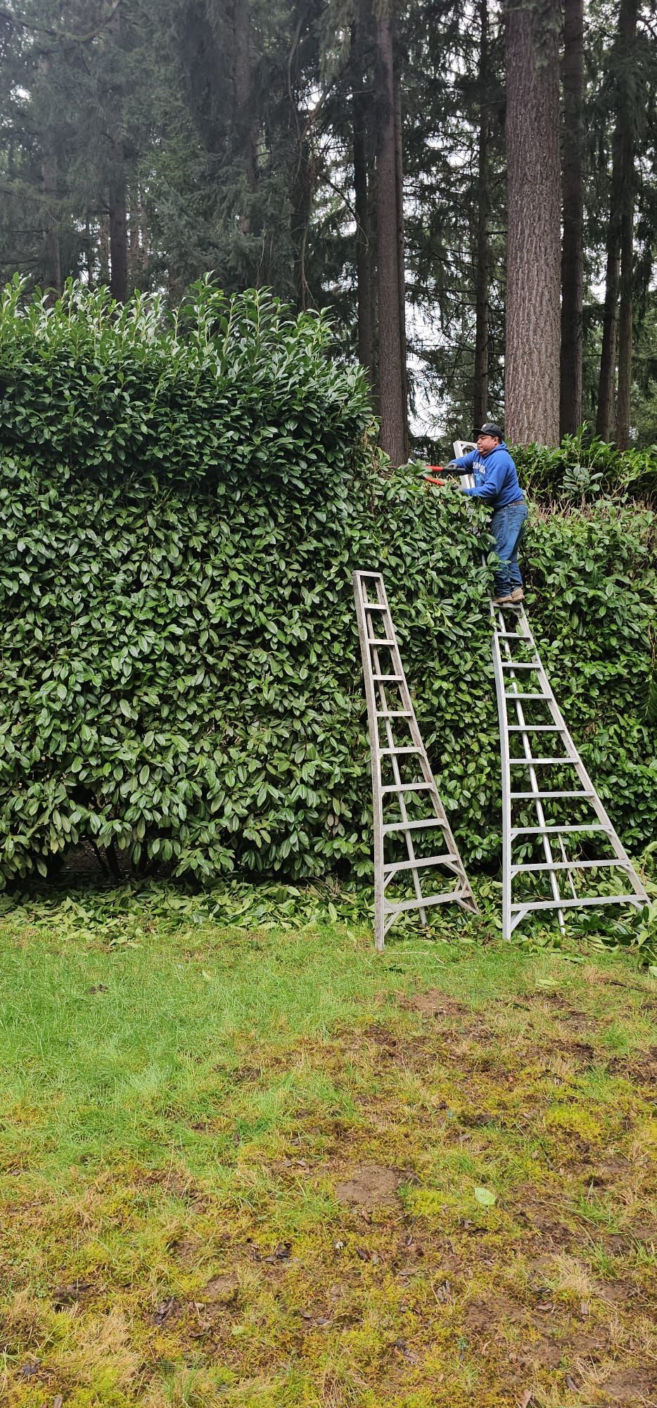 A person trims a large hedge while standing on a ladder. The scene is set in a wooded area with trees.