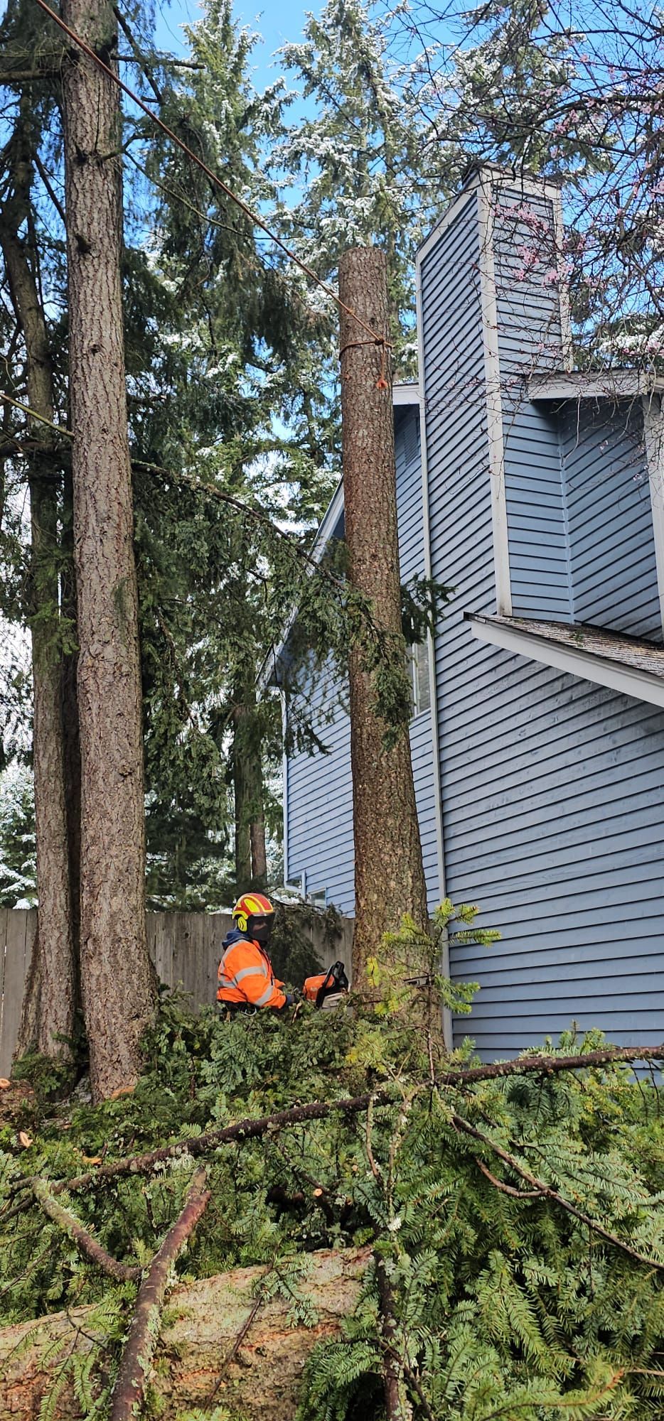 A tree being cut down near a blue house. A person in orange is using a chainsaw.