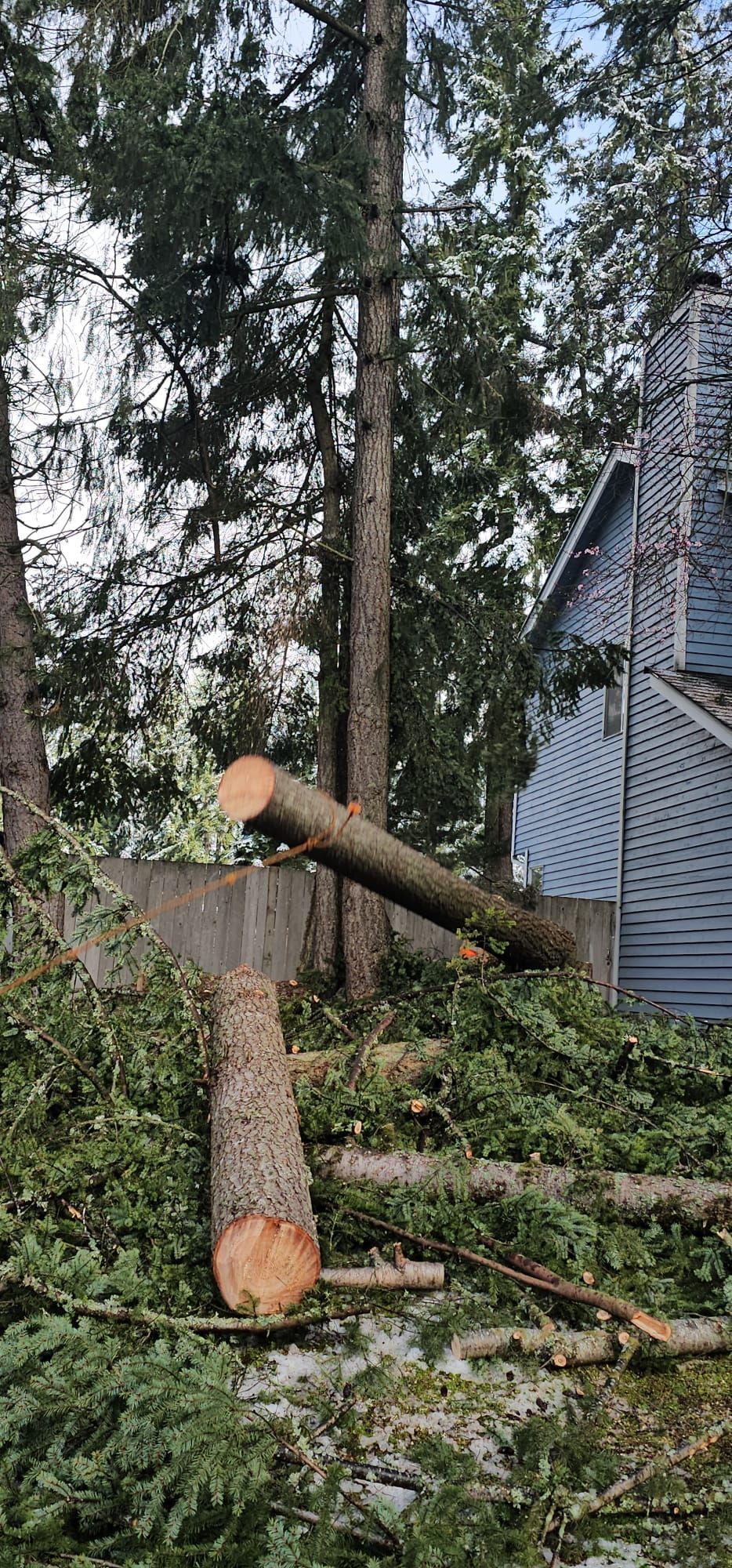 Cut tree logs and branches near a concrete wall and blue building.
