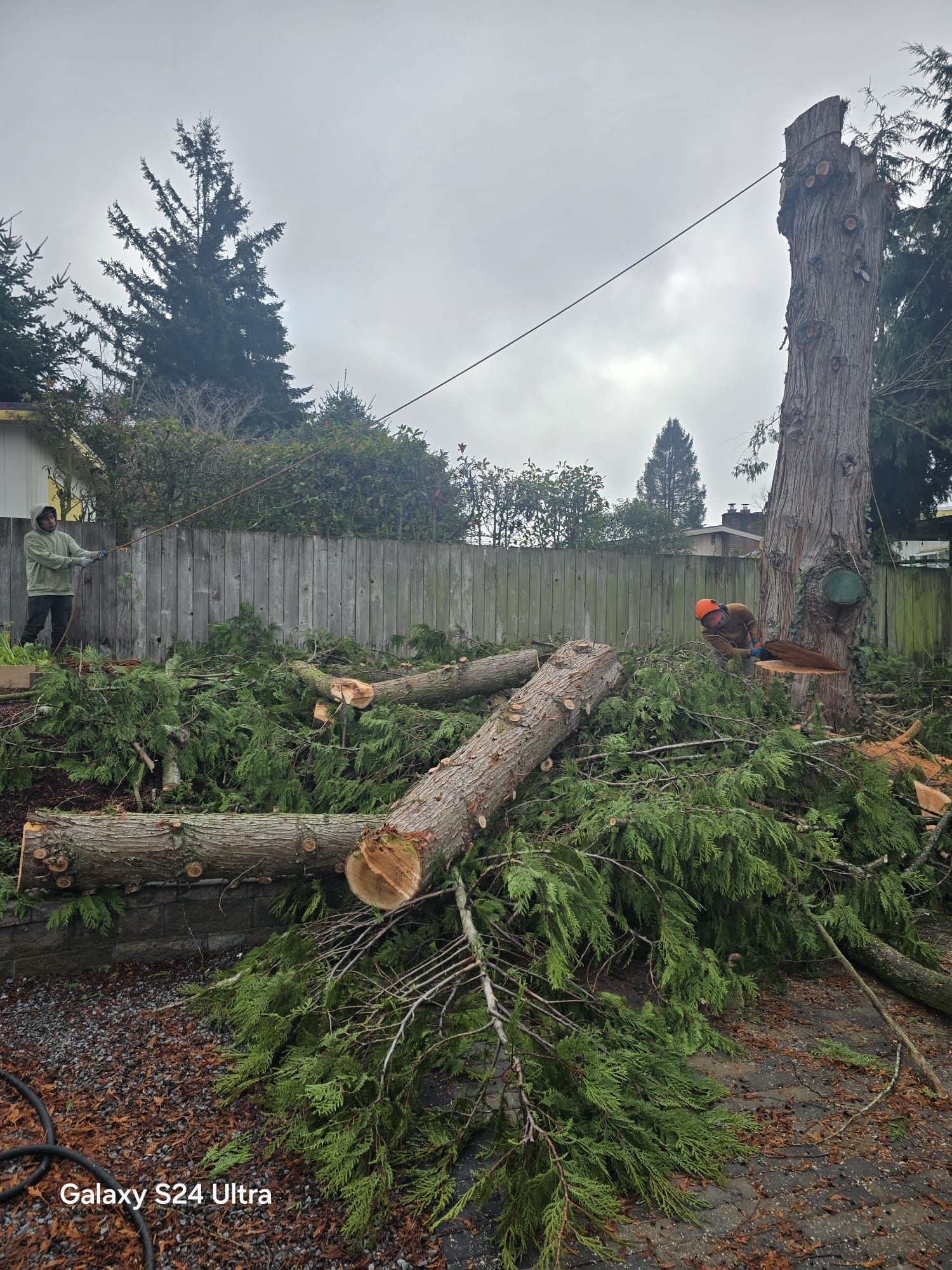 Tree removal in a yard. Cut logs and branches surround a tall stump. A worker stands nearby.