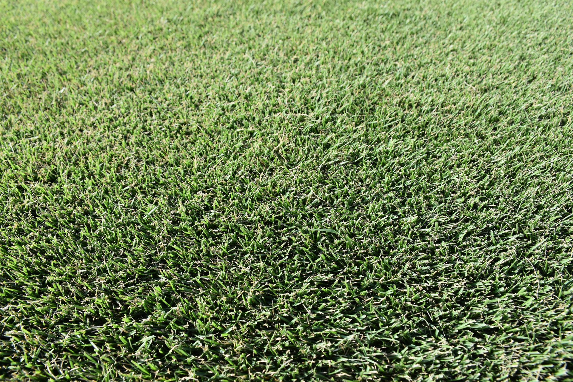 Cavalier Zoysia St Augustine Bermuda