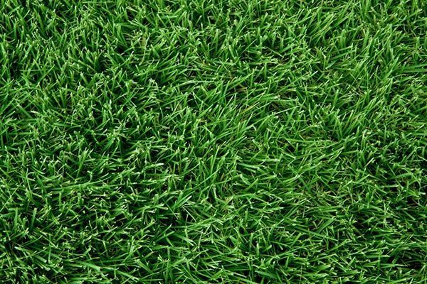 Bermuda - Celebration