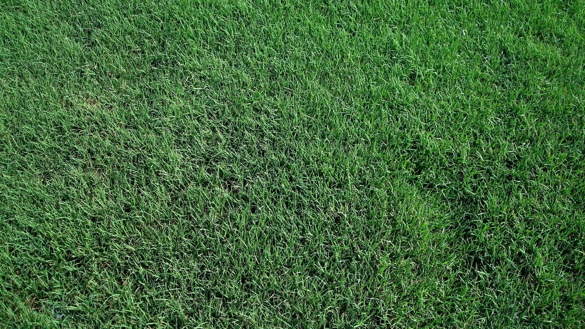 Bermuda - Tifway 419