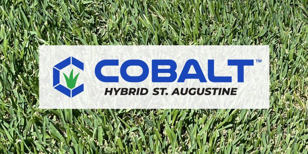 Cobalt St Augustine Grass