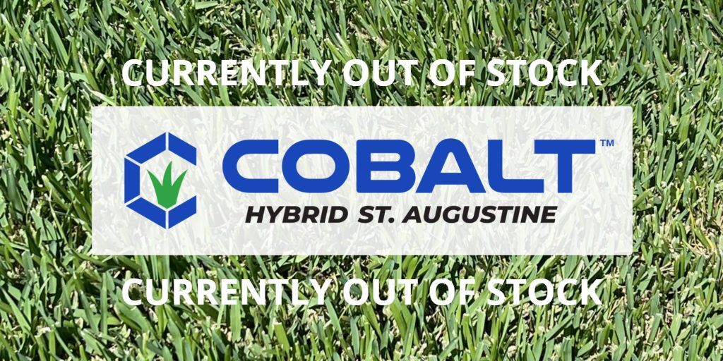Cobalt St Augustine Grass