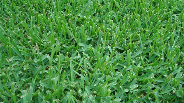 Raleigh St Augustine Grass