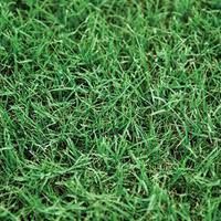 Bermuda - Celebration Hybrid