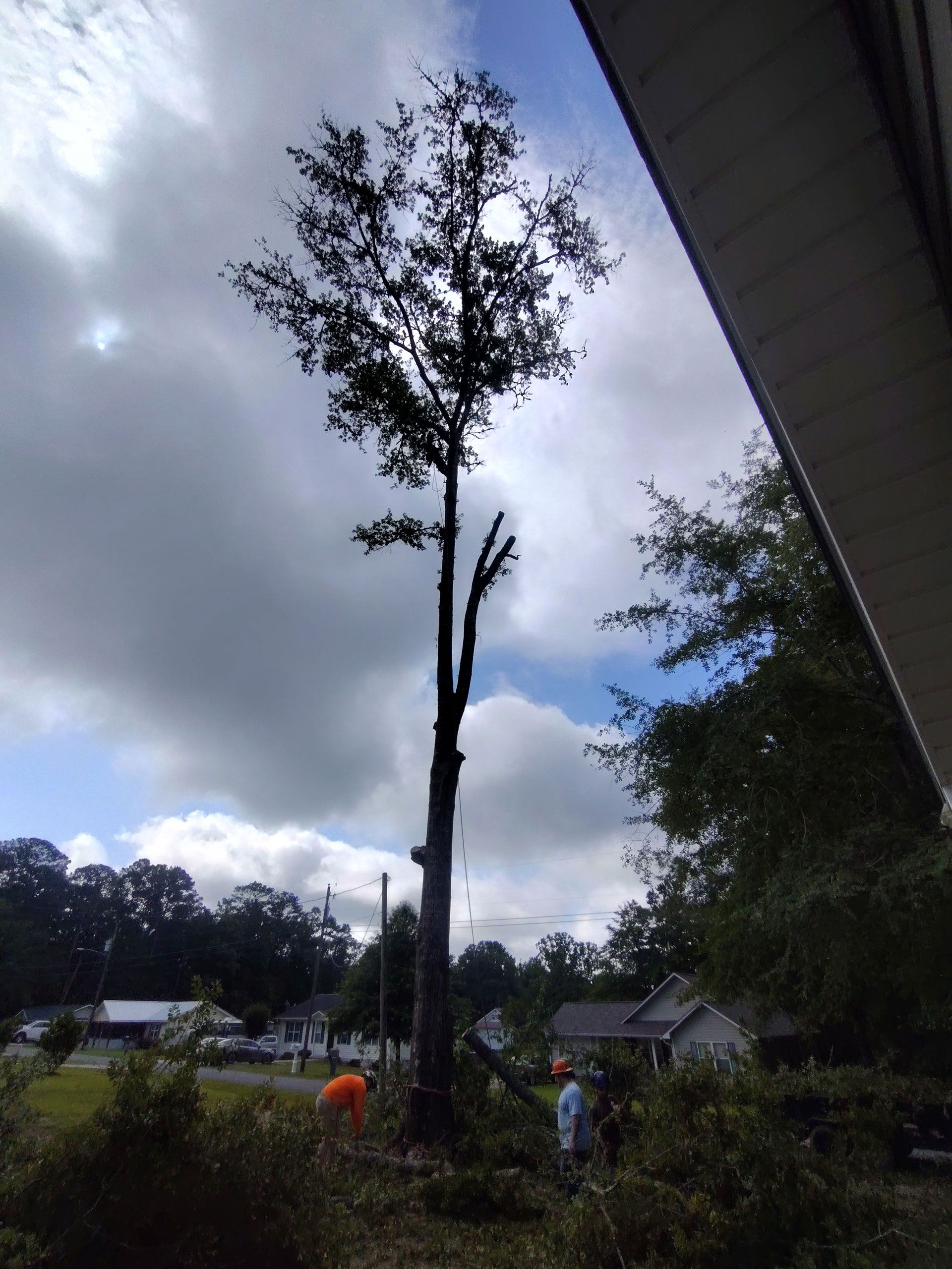 Tall tree, partially trimmed, under cloudy sky. Two people in orange vests work at the base.