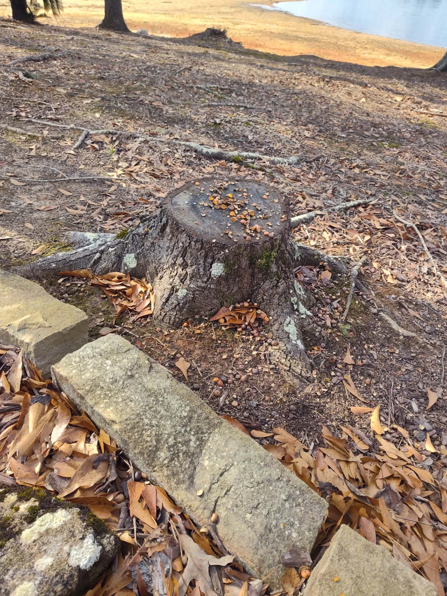 Tree stump with fallen leaves, near a concrete border and water's edge.