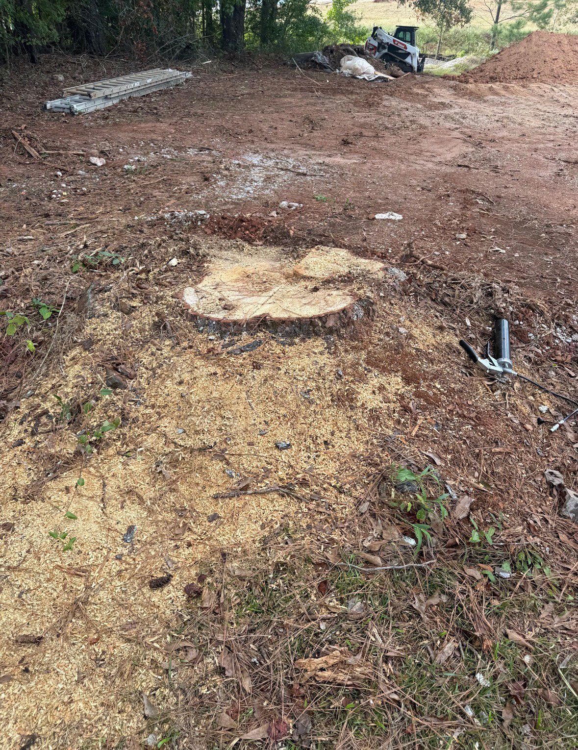 Tree stump in a cleared forest area, surrounded by wood shavings and debris.