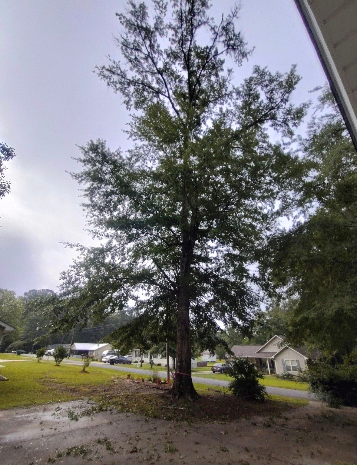 Tall tree with green leaves, brown trunk, and overcast sky in a residential area.