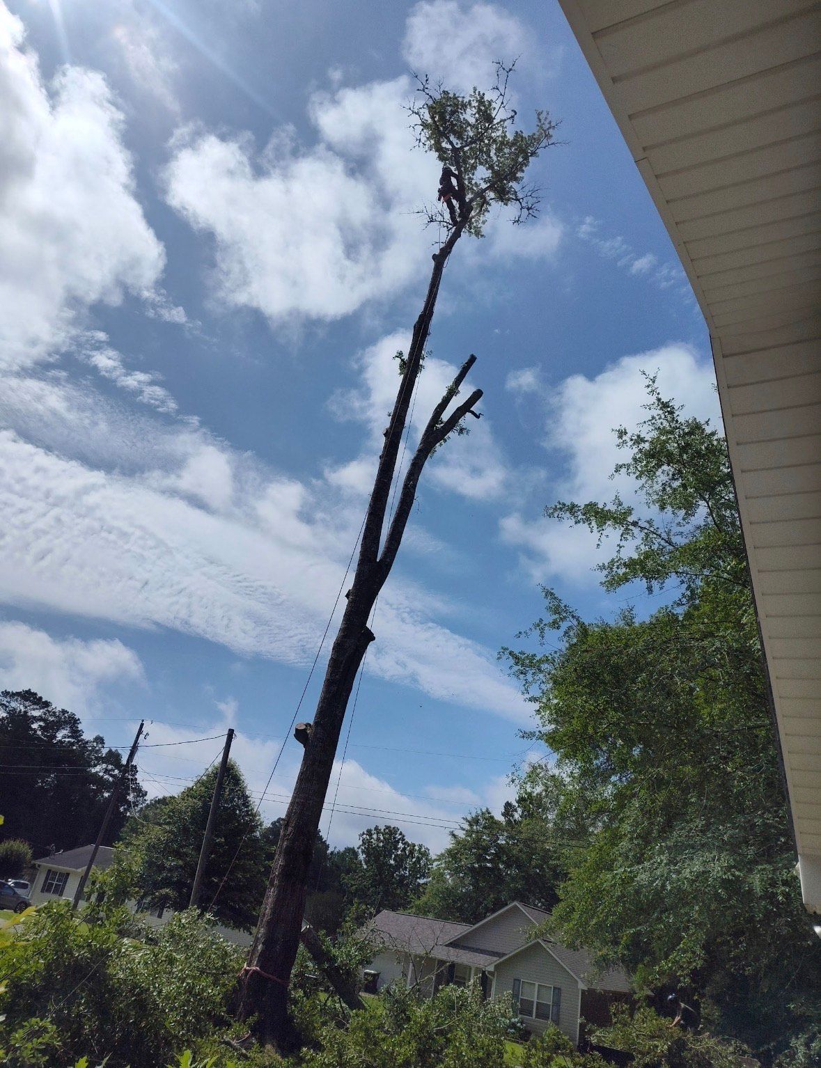 A tree trimmer is working on a tall tree against a cloudy sky.