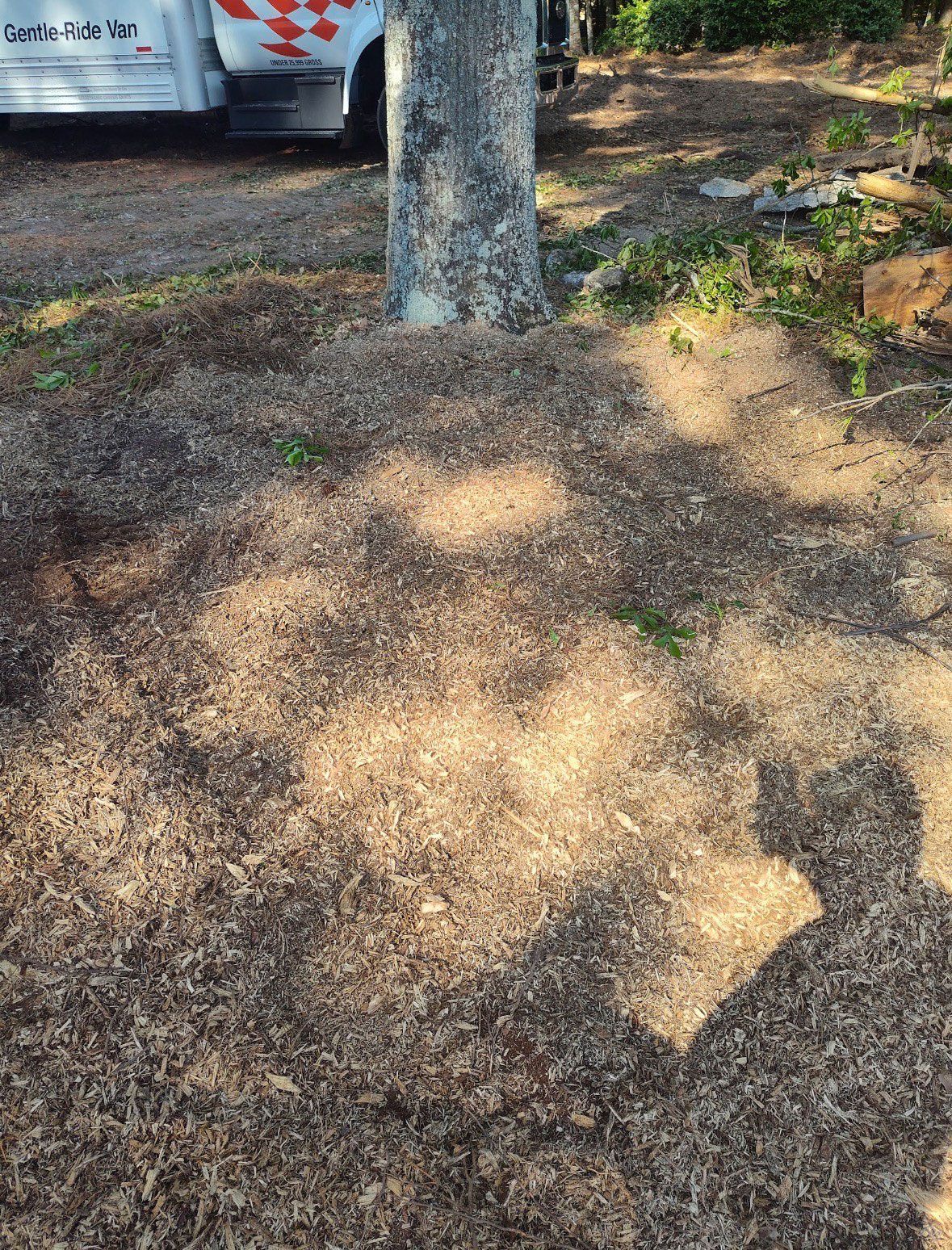 Wood chips surround a tree trunk, with a truck in the background and shadows cast by a person and trees.